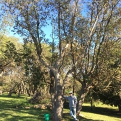 Banksia integrifolia subsp. integrifolia (Coast Banksia) at North Tura - 13 May 2020 by Carine