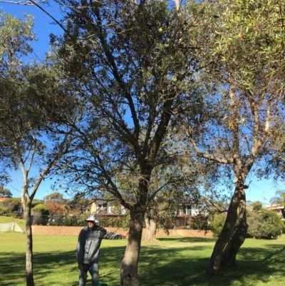 Banksia integrifolia subsp. integrifolia (Coast Banksia) at North Tura - 13 May 2020 by Carine