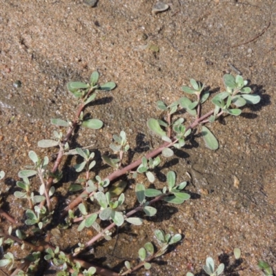 Portulaca oleracea (Pigweed, Purslane) at Greenway, ACT - 22 Jan 2020 by michaelb