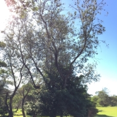 Banksia integrifolia subsp. integrifolia (Coast Banksia) at North Tura - 13 May 2020 by Carine