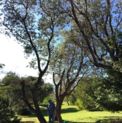 Banksia integrifolia subsp. integrifolia (Coast Banksia) at North Tura - 13 May 2020 by Carine