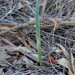 Lyperanthus suaveolens at Hackett, ACT - suppressed