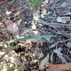 Lyperanthus suaveolens at Hackett, ACT - suppressed