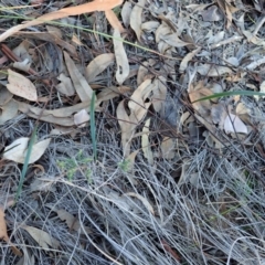 Lyperanthus suaveolens at Hackett, ACT - suppressed