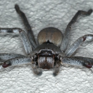 Isopeda sp. (genus) at Ainslie, ACT - 8 May 2020