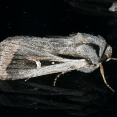 Proteuxoa undescribed species near paragypsa (A Noctuid moth) at Ainslie, ACT - 8 May 2020 by jb2602