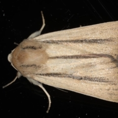 Leucania diatrecta (A Noctuid moth) at Ainslie, ACT - 8 May 2020 by jb2602