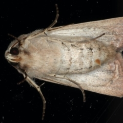 Leucania diatrecta at Ainslie, ACT - 8 May 2020