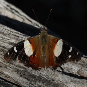 Vanessa itea at Majura, ACT - 8 May 2020