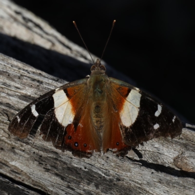 Vanessa itea (Yellow Admiral) at Majura, ACT - 8 May 2020 by jbromilow50