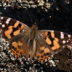 Vanessa kershawi (Australian Painted Lady) at Majura, ACT - 8 May 2020 by jb2602