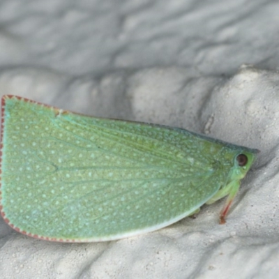 Siphanta acuta (Green planthopper, Torpedo bug) at Ainslie, ACT - 8 May 2020 by jb2602