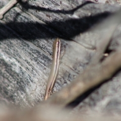 Morethia boulengeri at Deakin, ACT - 14 May 2020