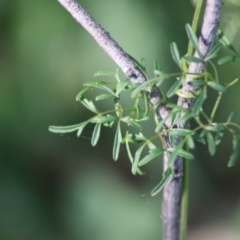 Clematis leptophylla (Small-leaf Clematis, Old Man's Beard) at Deakin, ACT - 12 May 2020 by LisaH