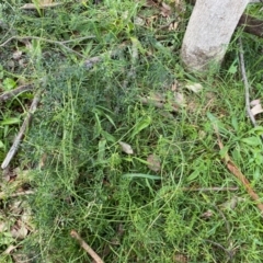 Clematis leptophylla at Deakin, ACT - 12 May 2020