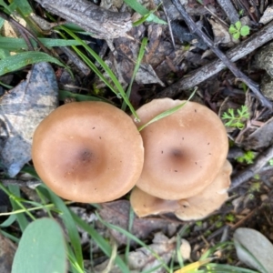 Clitocybe s. l. at Deakin, ACT - 12 May 2020 11:12 AM