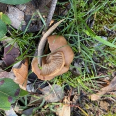 Clitocybe s. l. at Deakin, ACT - 12 May 2020