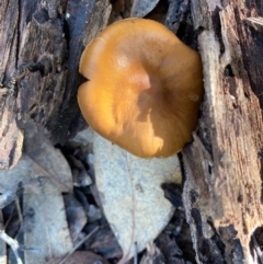 zz agaric (stem; gills not white/cream) at Deakin, ACT - 12 May 2020 by LisaH