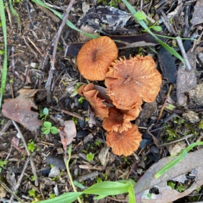 Laccaria sp. (Laccaria) at Deakin, ACT - 12 May 2020 by LisaH