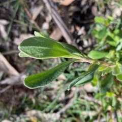 Hibbertia obtusifolia at Hughes, ACT - 12 May 2020