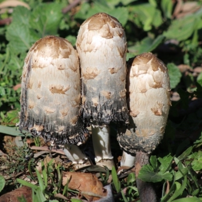 Coprinus comatus (Shaggy Ink Cap) at Deakin, ACT - 14 May 2020 by LisaH