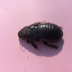 Panesthia sp. (genus) (Wood cockroach) at Pambula Preschool - 8 May 2020 by elizabethgleeson