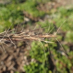 Aristida ramosa (Purple Wire Grass) at Dunlop, ACT - 14 May 2020 by RWPurdie