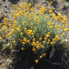 Chrysocephalum apiculatum (Common Everlasting) at Dunlop, ACT - 13 May 2020 by RWPurdie