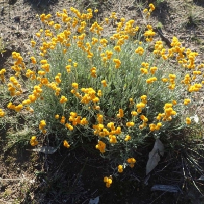 Chrysocephalum apiculatum (Common Everlasting) at Molonglo River Reserve - 13 May 2020 by RWPurdie