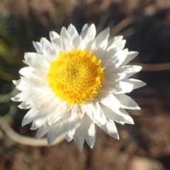 Leucochrysum albicans subsp. tricolor (Hoary Sunray) at Dunlop, ACT - 14 May 2020 by RWPurdie