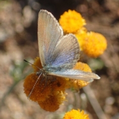 Zizina otis (Common Grass-Blue) at Kama - 14 May 2020 by RWPurdie