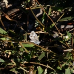 Theclinesthes serpentata (Saltbush Blue) at Deakin, ACT - 8 May 2020 by TomT