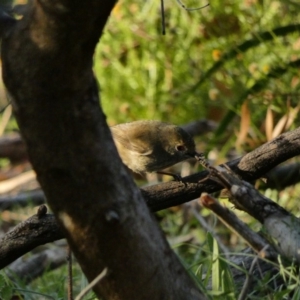 Acanthiza pusilla at Deakin, ACT - 8 May 2020