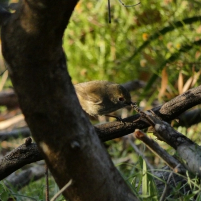 Acanthiza pusilla (Brown Thornbill) at Deakin, ACT - 8 May 2020 by TomT