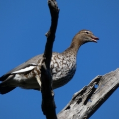 Chenonetta jubata (Australian Wood Duck) at Deakin, ACT - 9 May 2020 by TomT