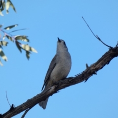 Colluricincla harmonica at Deakin, ACT - 14 May 2020 03:23 PM