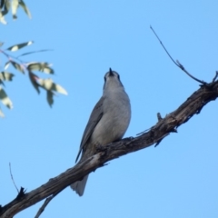 Colluricincla harmonica at Deakin, ACT - 14 May 2020 03:23 PM