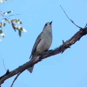 Colluricincla harmonica at Deakin, ACT - 14 May 2020 03:23 PM