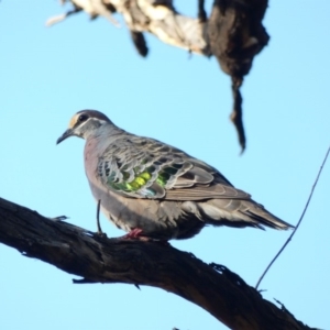 Phaps chalcoptera at Deakin, ACT - 8 May 2020