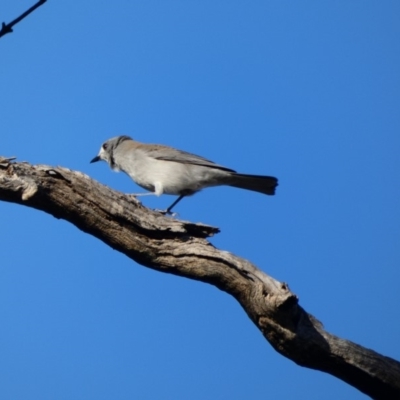 Colluricincla harmonica (Grey Shrikethrush) at Deakin, ACT - 8 May 2020 by TomT