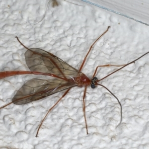 Enicospilus insularis at Ainslie, ACT - 13 May 2020