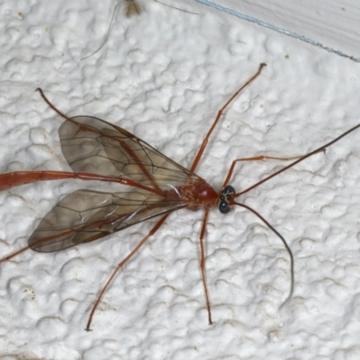 Enicospilus insularis (An Ophionine Wasp) at Ainslie, ACT - 13 May 2020 by jbromilow50