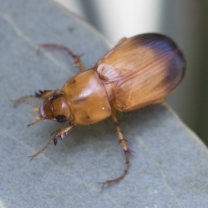 Phyllotocus macleayi at Michelago, NSW - 17 Dec 2019 07:47 AM