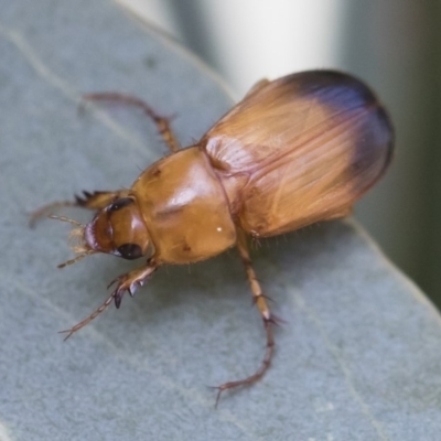 Phyllotocus macleayi (Nectar scarab) at Michelago, NSW - 17 Dec 2019 by Illilanga