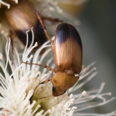 Phyllotocus macleayi at Michelago, NSW - 17 Dec 2019 07:47 AM