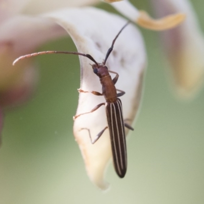 Syllitus microps (Longicorn or Longhorn beetle) at Michelago, NSW - 17 Dec 2019 by Illilanga