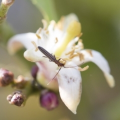 Syllitus microps at Michelago, NSW - 17 Dec 2019 07:56 AM