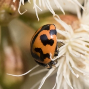 Coccinella transversalis at Michelago, NSW - 17 Dec 2019 07:53 AM