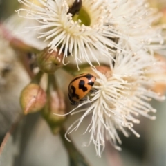 Coccinella transversalis at Michelago, NSW - 17 Dec 2019 07:53 AM