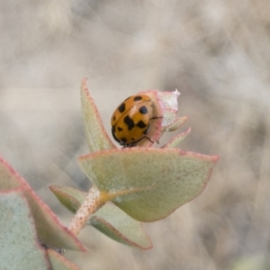 Hippodamia variegata at Michelago, NSW - 15 Dec 2019 09:27 AM